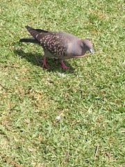 Patagioenas maculosa