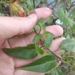 Pseudogynoxys haenkei