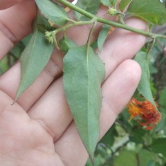 Pseudogynoxys haenkei