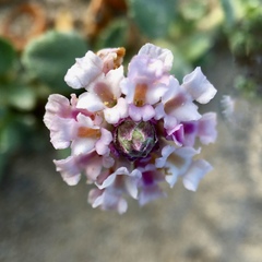Phyla nodiflora minor