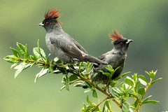 Ampelion rubrocristatus