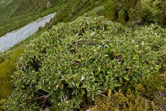 Brachyglottis buchananii