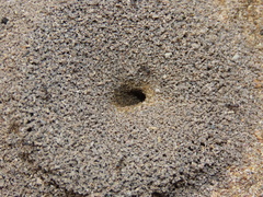 Dorymyrmex antillanus