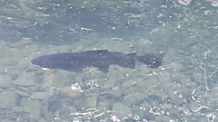 Salmo trutta