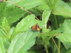 Choranthus vitellius