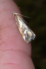 Glaucocharis interrupta