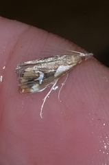 Glaucocharis interrupta