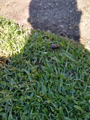 Diloboderus abderus