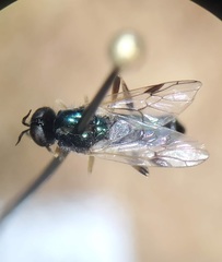Actina viridis