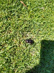 Diloboderus abderus