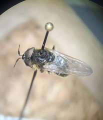 Callicera erratica