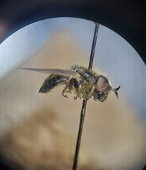 Callicera erratica