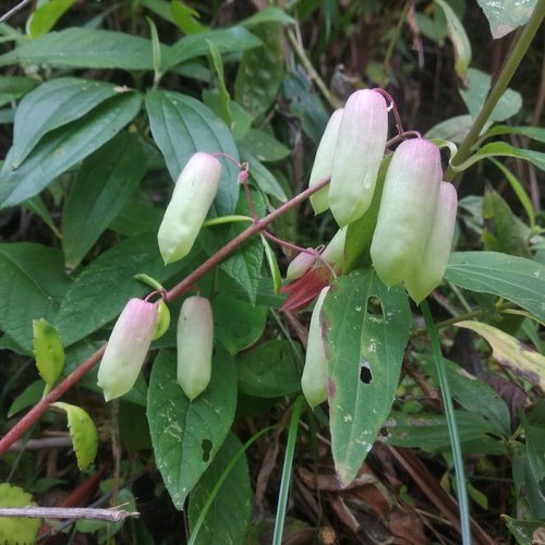 Siempreviva (Kalanchoe pinnata)