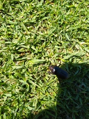 Diloboderus abderus