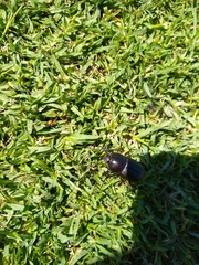 Diloboderus abderus