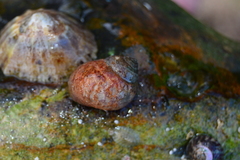 Littorina littorea