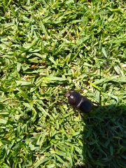 Diloboderus abderus
