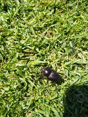 Diloboderus abderus