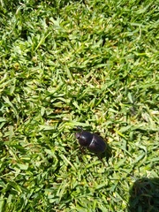 Diloboderus abderus