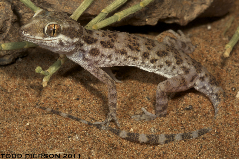 Tuberculated Geckos