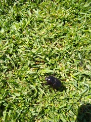 Diloboderus abderus