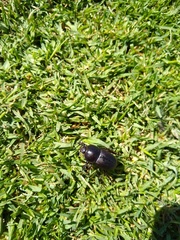 Diloboderus abderus