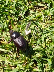 Diloboderus abderus