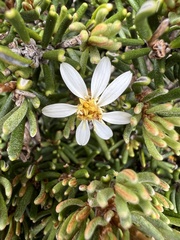 Olearia ledifolia