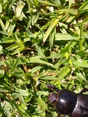 Diloboderus abderus