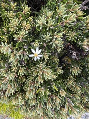 Olearia ledifolia