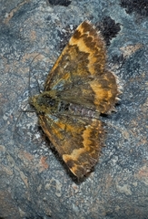 Dasyuris partheniata