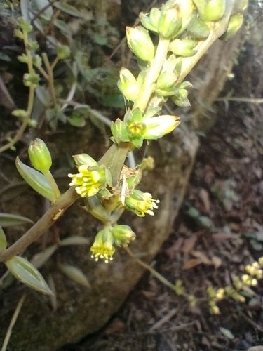 Lenophyllum acutifolium
