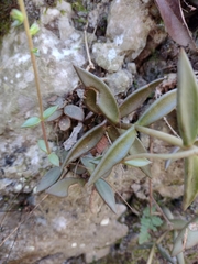 Lenophyllum acutifolium