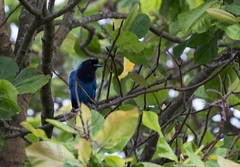 Cyanocorax caeruleus