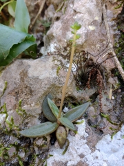 Lenophyllum acutifolium
