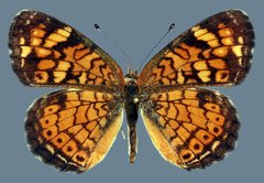 Phyciodes tharos riocolorado