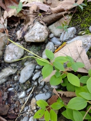 Peperomia liebmannii