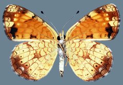 Phyciodes tharos riocolorado