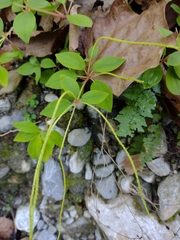 Peperomia liebmannii