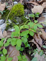 Peperomia liebmannii