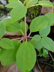 Peperomia liebmannii