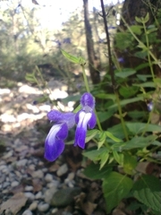 Salvia caudata