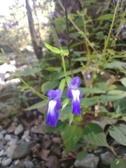 Salvia caudata