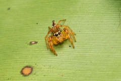 Pseudamycus albomaculatus