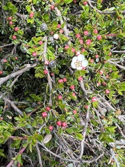 Leptospermum rupestre