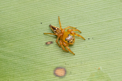 Pseudamycus albomaculatus