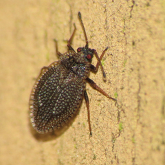Acalypta parvula