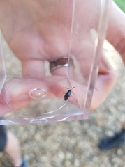 Teleorhinus