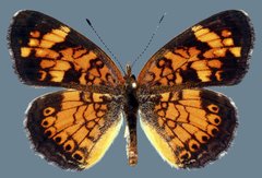 Phyciodes tharos riocolorado