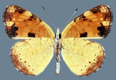 Phyciodes tharos riocolorado